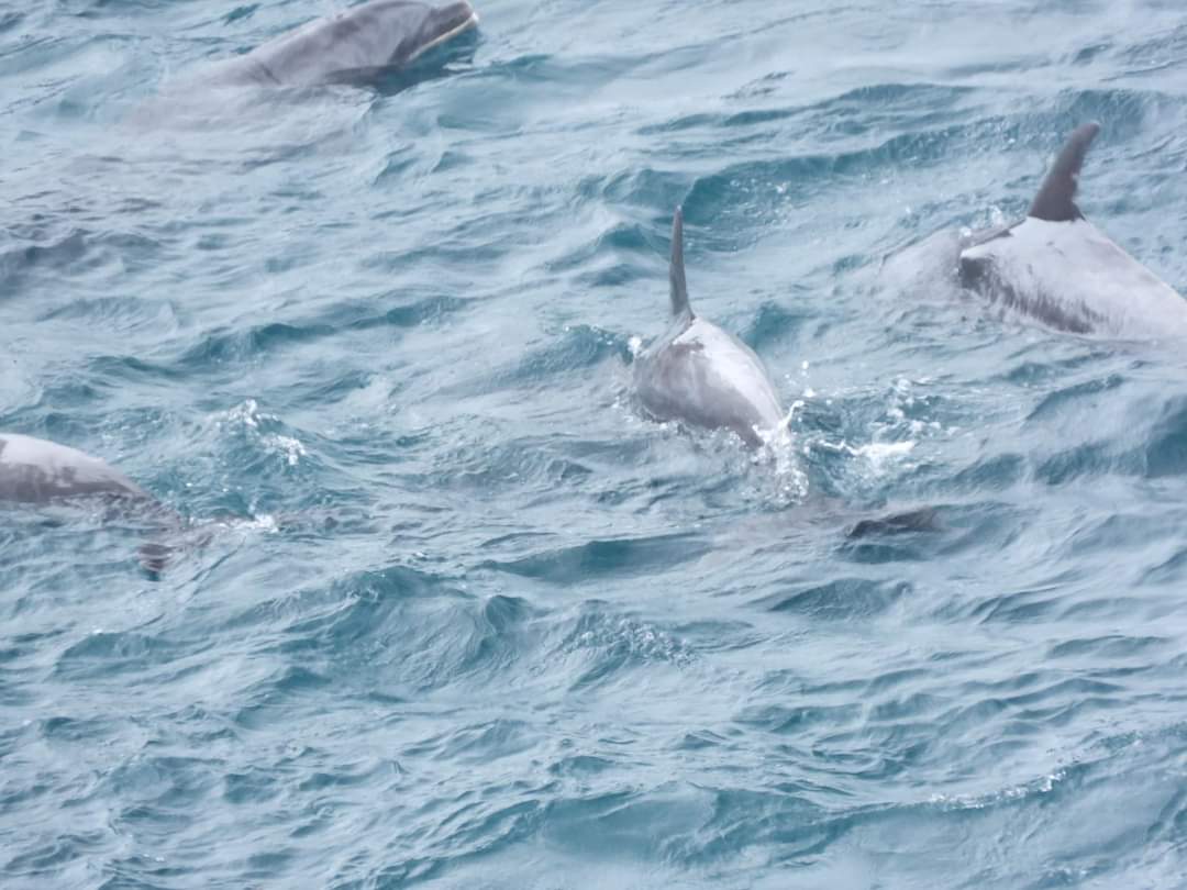 FleurFleurshack's tweet photo. 100 Bottlenose Dolphins are captive
This is so traumatic for them. Exhausting and confusing. Holding overnight.  Report by
Kunito Seko. https://t.co/IDWmMBJmvL