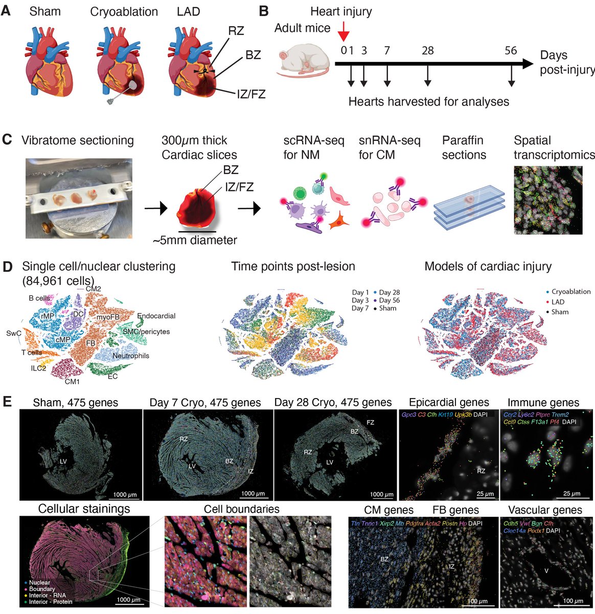 Excited to share our study on spatio-temporal reconstruction of cardiac scar formation led by <a href="/ChanAndyson/">Andy Chan</a>. We combine scRNA-seq with spatial transcriptomics to resolve the fibrotic niche and the niche of dedifferentiating cardiomyocytes. biorxiv.org/content/10.110…