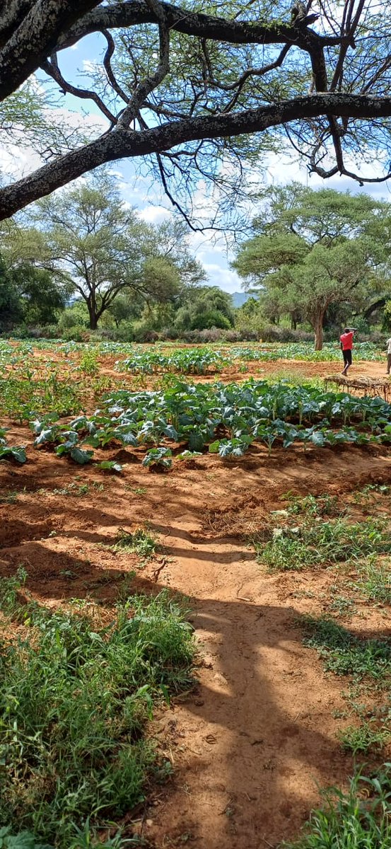 AcmeKenya's tweet image. Weeding of the old farms and Seedbed preparations of the new planting season targeting Christmas festivities in our Oropoi Ngaren Kaapei Group. @Ijackaa