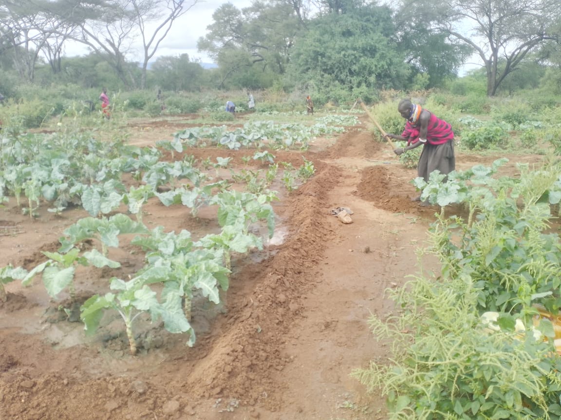 AcmeKenya's tweet image. Weeding of the old farms and Seedbed preparations of the new planting season targeting Christmas festivities in our Oropoi Ngaren Kaapei Group. @Ijackaa