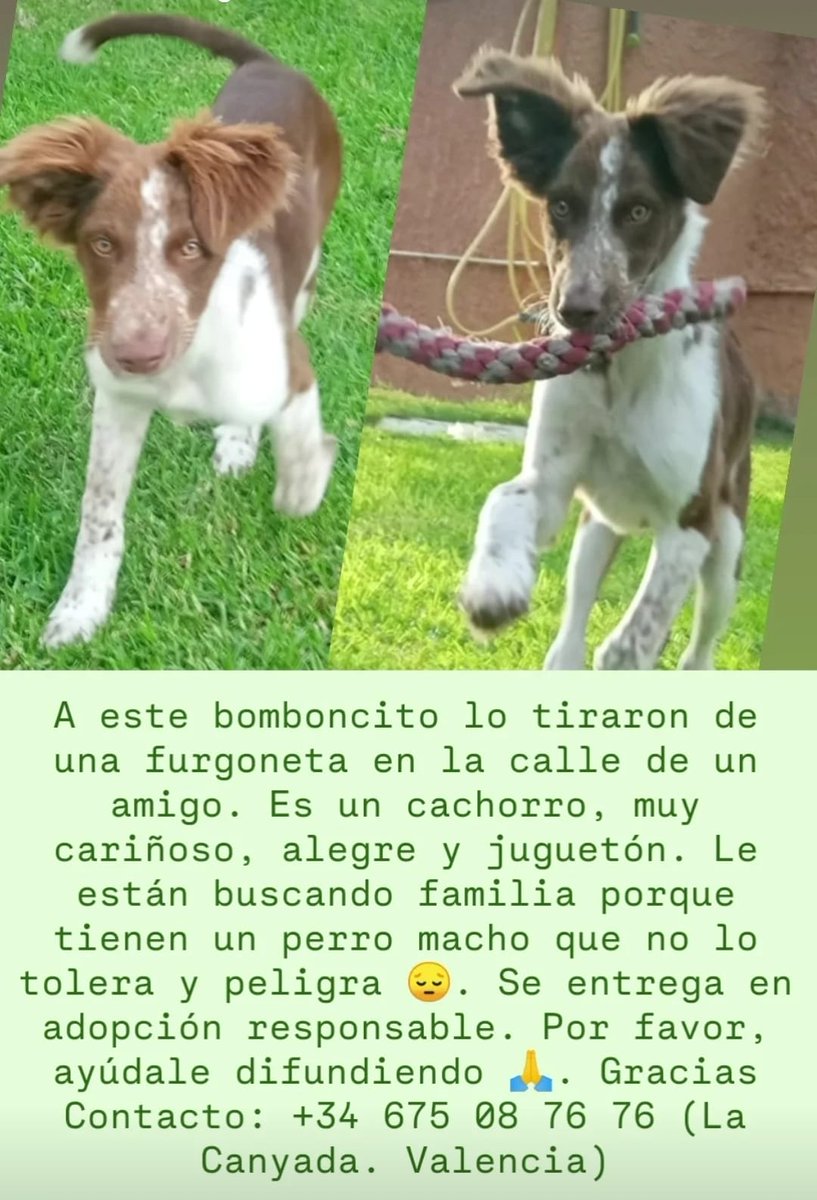SOSdogscats's tweet photo. Caso externo!!!!
Una casa para este angelito 🤍 https://t.co/ZLB0wtqfUt