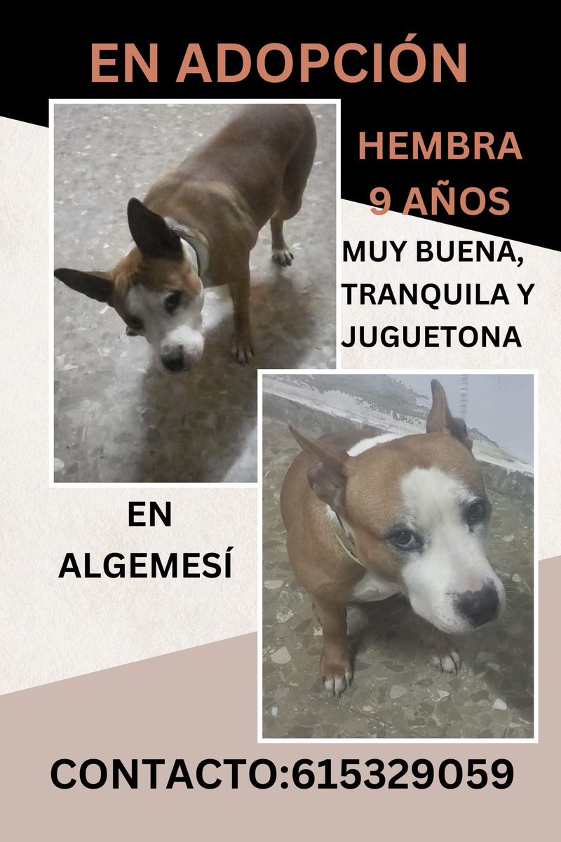 SOSdogscats's tweet photo. En adopción
Caso externo https://t.co/QAGRqomaRg