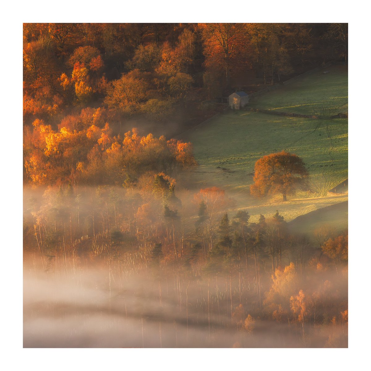 Something brand new for Day 39 of my futile one-woman crusade to keep real images popping up on your feed rather than AI.

Wednesday morning in the Peak District. Mist and light in the Hope Valley. I fell in love with this tree and the barn above it. It suited a 1:1 ratio 🧡