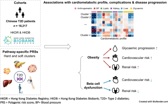 In &gt; 18,000 Chinese #T2D individuals from Hong Kong, we utilized the latest pathway-specific polygenic risk scores (psPRS) to dissect the heterogeneity in disease progression and diabetic complications (P1). rdcu.be/d0hw3 <a href="/DrRonaldMa1/">Dr Ronald Ma</a> <a href="/RAOram/">Richard Oram</a> @mnweedon <a href="/CUHKMedicine/">CUHK Medicine</a>