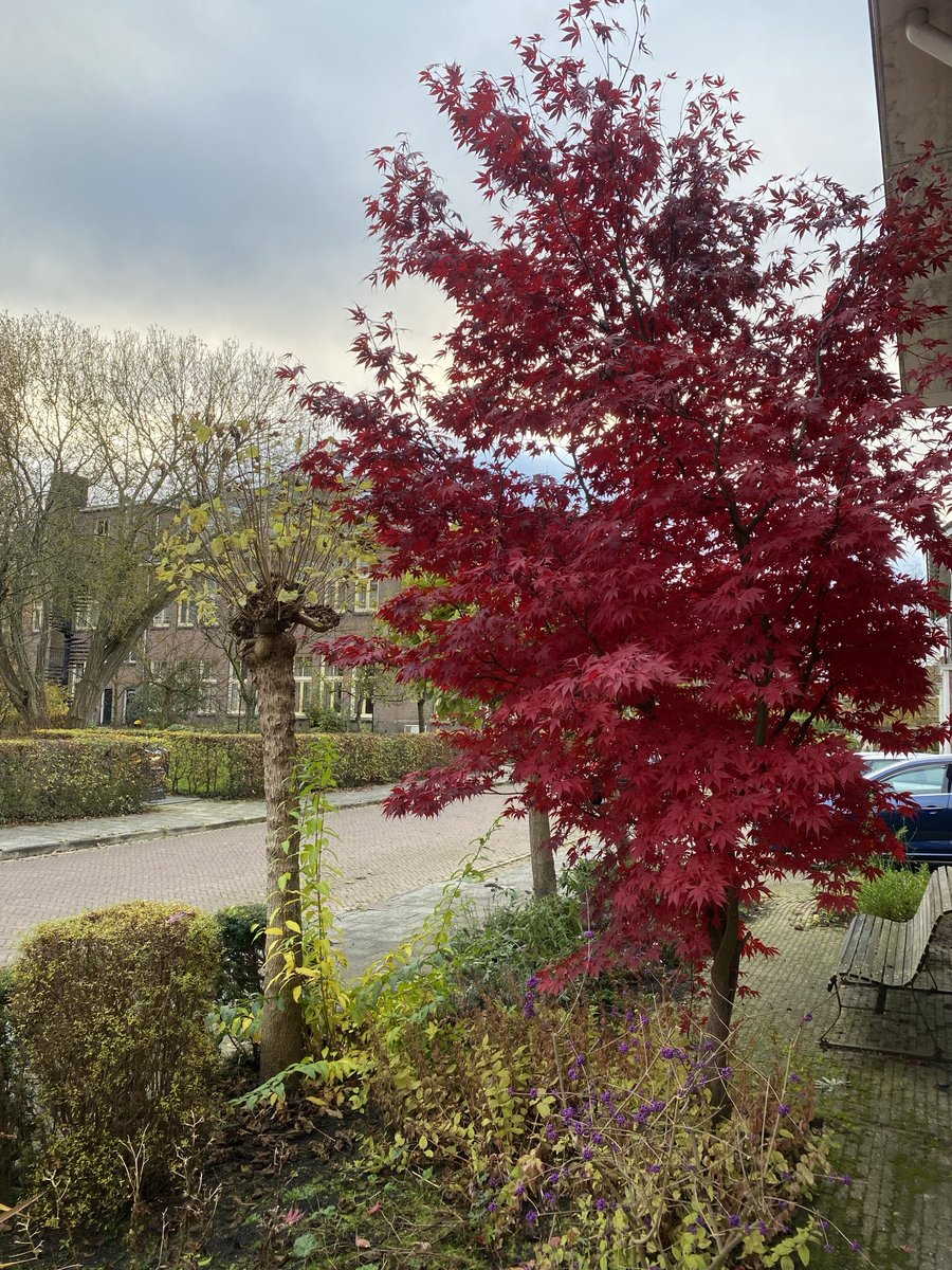 vanhasseld's tweet photo. Japanse Esdoorn in de Herfst https://t.co/ljm4ZtPXHP