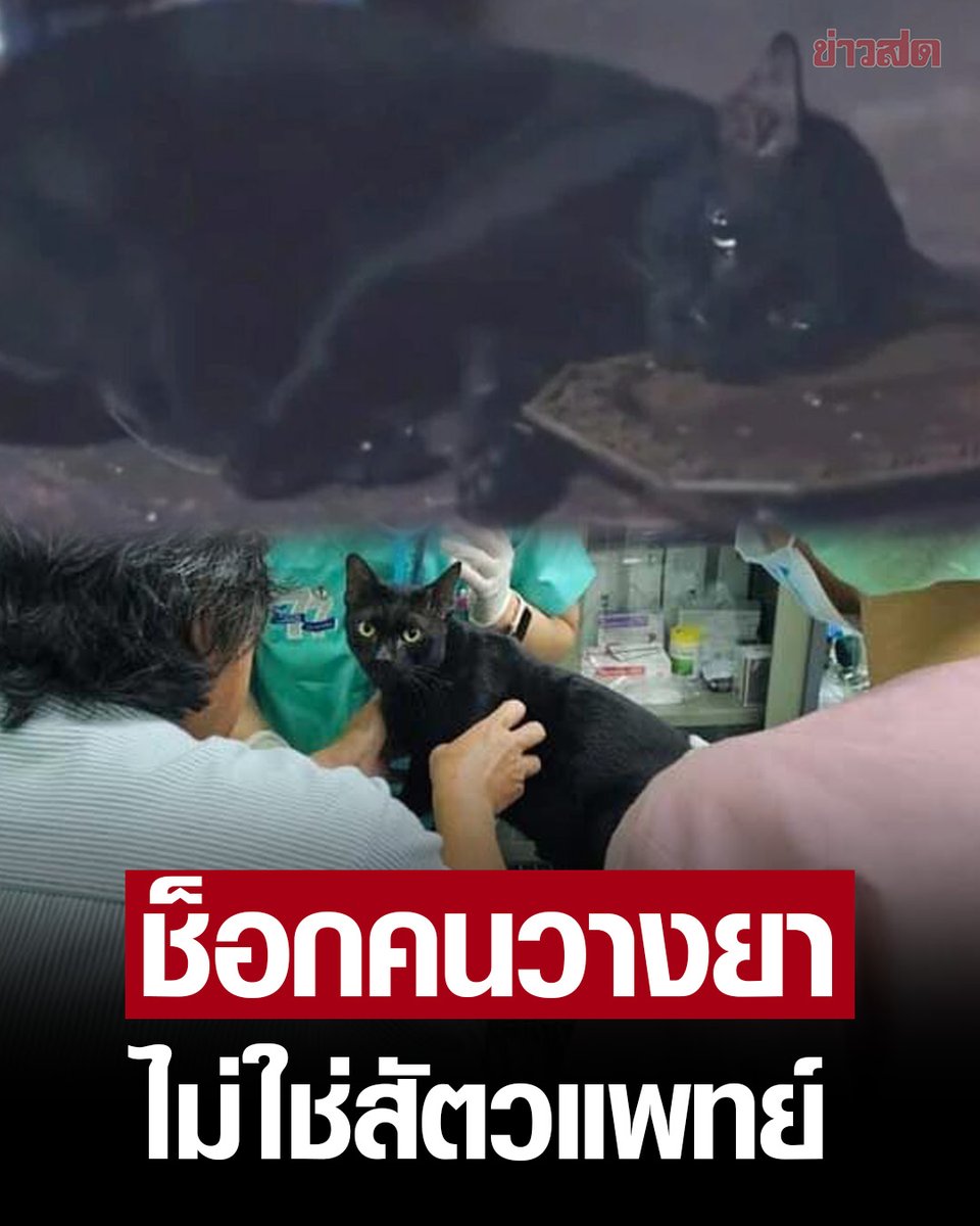 KhaosodOnline's tweet photo. งานเข้า! เปิดผลตรวจ แมวแม่หยัว กรมปศุสัตว์เผย ช็อกคนวางยาสลบ ไม่ใช่สัตวแพทย์ เตรียมส่งผลตรวจให้พนักงานสอบสวนเอาผิด

อ่านข่าว https://t.co/tC6LbmdTxH https://t.co/J8JyAJkLRs