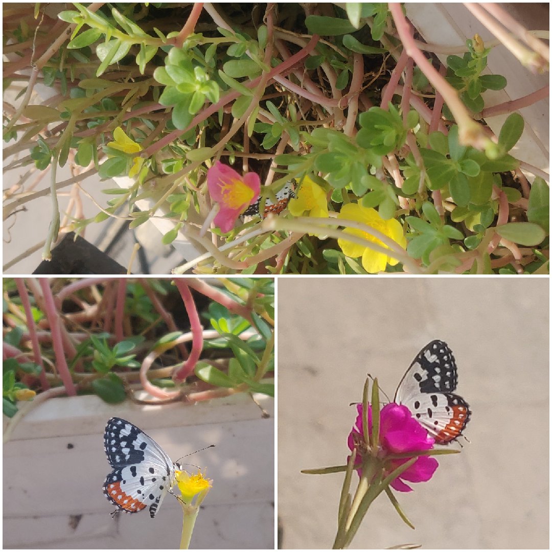 rakhee_pathak's tweet photo. Sneek peek to some colours of nature. Let us not let them do the disappearing act. #SaveSoilSavelife #COP29 #ConciousPlanet https://t.co/5GC7oqN6Qd