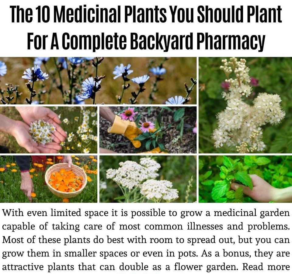 parvez_nav23130's tweet photo. Transform your backyard into a natural healing sanctuary with my Medicinal Garden Kit! 🌿 
Click here 👇
https://t.co/C2xbTURtjo

 #naturalhealing #healingnaturally #naturalmedicine  #wellness #naturalwellness #medicinalgardenkit #gardenkit #backyardpharmacy #herbalmedicine https://t.co/DdUjBdK451