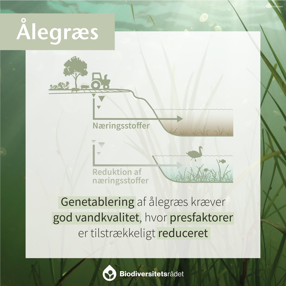 Biodiversitetsrådet anbefaler udplantning af ålegræs på steder hvor vandmiljøet er genoprettet og hvor naturlig genetablering vil gå for langsomt 🌊 #dkgreen Læs mere biodiversitetsraadet.dk/virkemiddelkat…