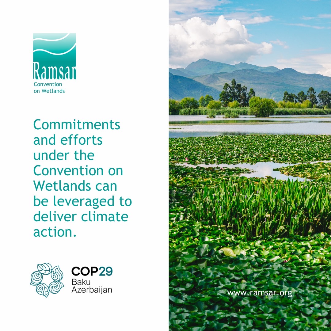 Convention on Wetlands (@ramsarconv) on Twitter photo The Convention on Wetlands encourages Parties that are also parties to <a href="/UNFCCC/">UN Climate Change</a> to consider the relevance of their actions to conserve and use wetlands in addressing climate change, while simultaneously providing biodiversity and human wellbeing benefits. #COP29Azerbaijan The Convention on Wetlands encourages Parties that are also parties to <a href="/UNFCCC/">UN Climate Change</a> to consider the relevance of their actions to conserve and use wetlands in addressing climate change, while simultaneously providing biodiversity and human wellbeing benefits. #COP29Azerbaijan