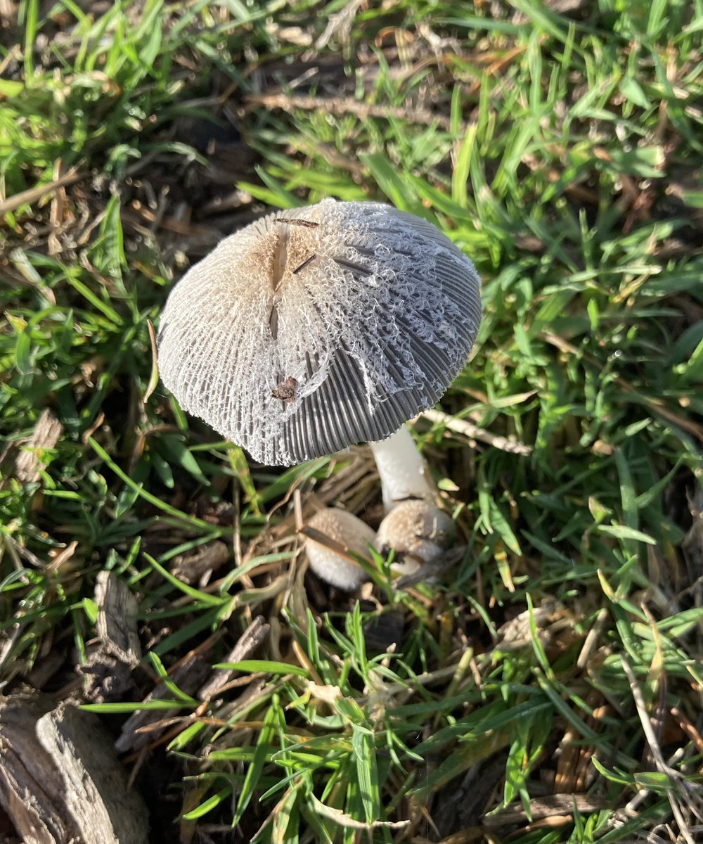 alisonlock25's tweet photo. From the inkcap family recently - shaggy inkcap, pleated inkcap and hare’s foot inkcap - east Scotland #FungiFriday #fungi https://t.co/L3oyknT4n7