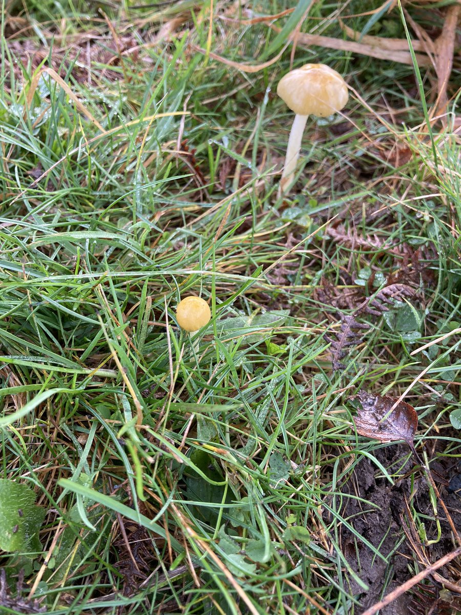 alisonlock25's tweet photo. Parasols , yellow field cap ( very often in pairs I find) and candlesnuff #fungi #FungiFriday https://t.co/OqGq8gKZ1x