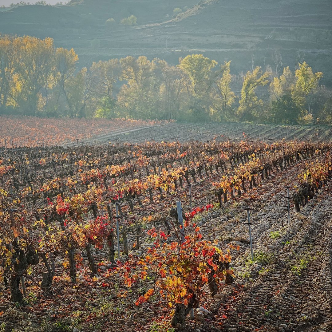 La preciosa vista que nos ha regalado esta mañana 𝗟𝗮 𝗩𝗲𝗴𝘂𝗶𝗹𝗹𝗮. 🤎🍂🌅
Nuestro viñedo más joven, situado en una pequeña ladera a la orilla del Río Ebro a 475m de altura. 
Las uvas obtenidas son la base de nuestro 𝙎𝙚𝙣̃𝙤𝙧𝙞́𝙤 𝙙𝙚 𝙋.𝙋𝙚𝙘𝙞𝙣̃𝙖 𝘾𝙤𝙨𝙚𝙘𝙝𝙖.🍇