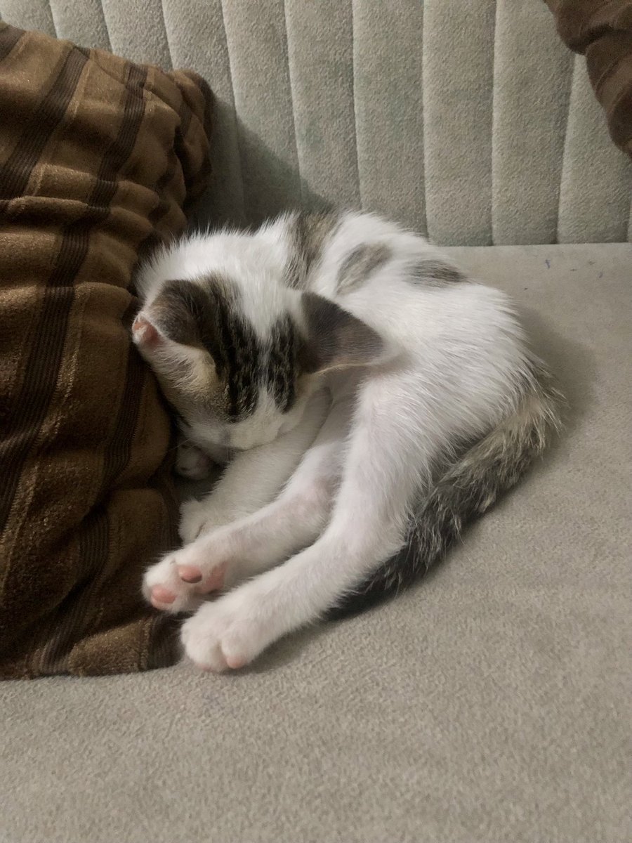 Blemo14's tweet photo. Share your #PAWS 🐾 https://t.co/lYkBAgeP2H