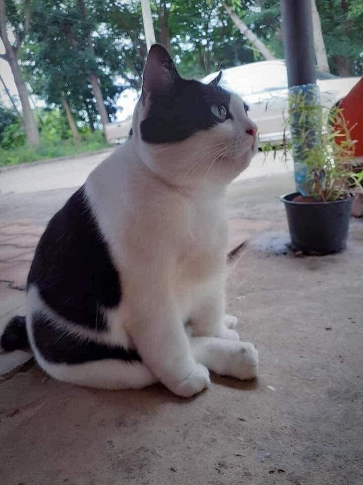 nocontextscats's tweet image. Cow 🐄