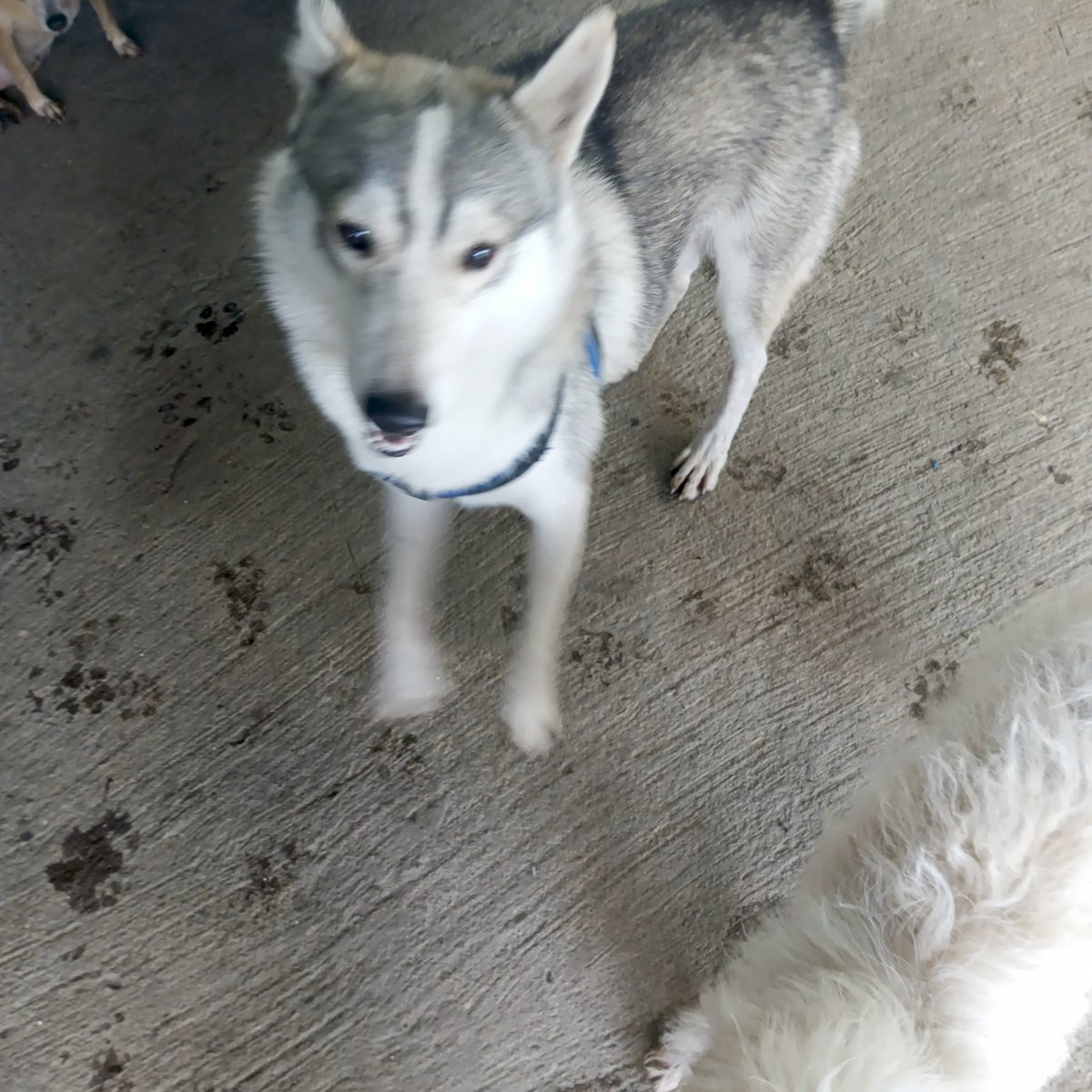 jeson_tv's tweet photo. Share your #PAWS 🐾 https://t.co/RVj1XQzDHW