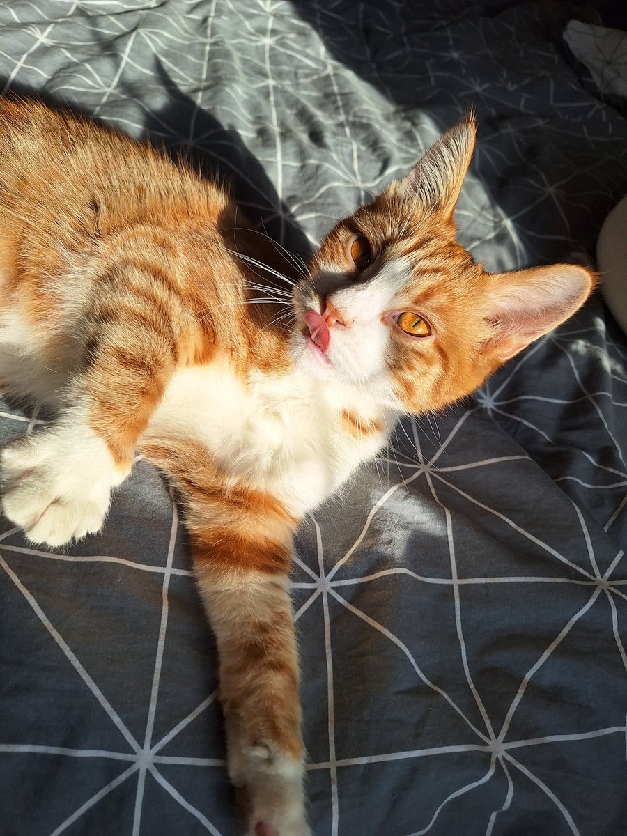 a veš tist k skoz govorim kolk extra oranžne oči ma #Cookie🧡 

...