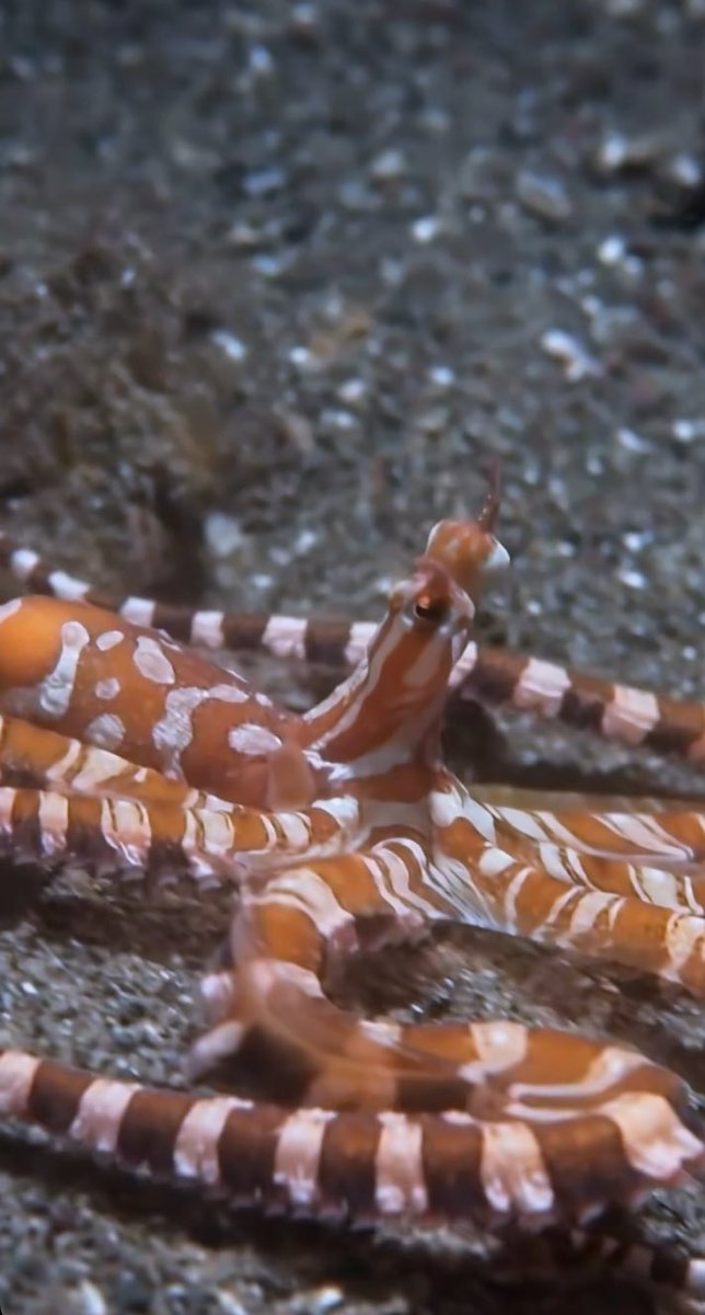 dive_penida's tweet photo. #wunderpus #octopus #cephalopod #underwater #scuba #indonesia #diving #b... https://t.co/dCiETYmjjR via @YouTube https://t.co/9hHGiip0dN