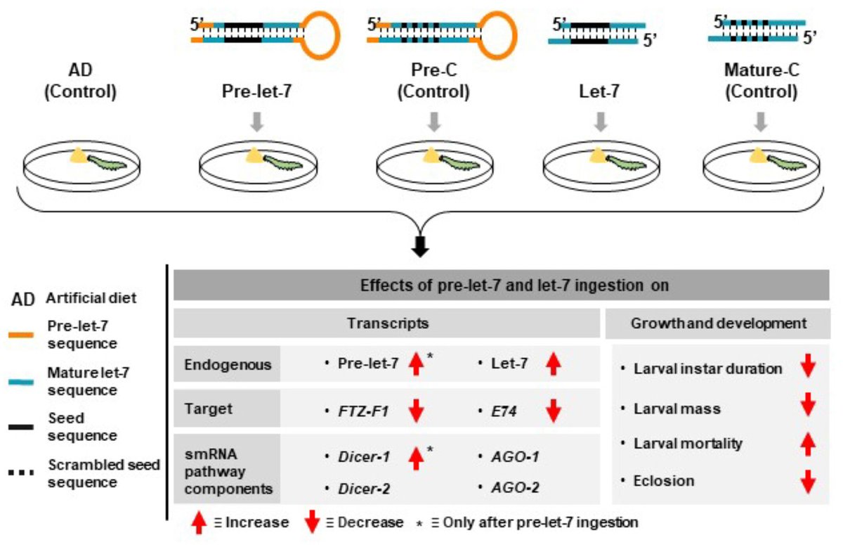 Learn about post-transcriptional regulation of target genes &amp; larval development impairment in Plutella xylostella upon precursor &amp; mature microRNA ingestion

See #EarlyView research by <a href="/rutwikbee/">Rutwik Bardapurkar</a>, <a href="/gauribinayak/">Gauri Binayak</a> and colleague⬇️
doi.org/10.1111/imb.12…

<a href="/RoyEntSoc/">Royal Entomological Society</a> <a href="/WileyEcolEvol/">Wiley Ecology & Evolution</a>