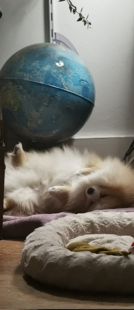 Philippe Gargov tweet media