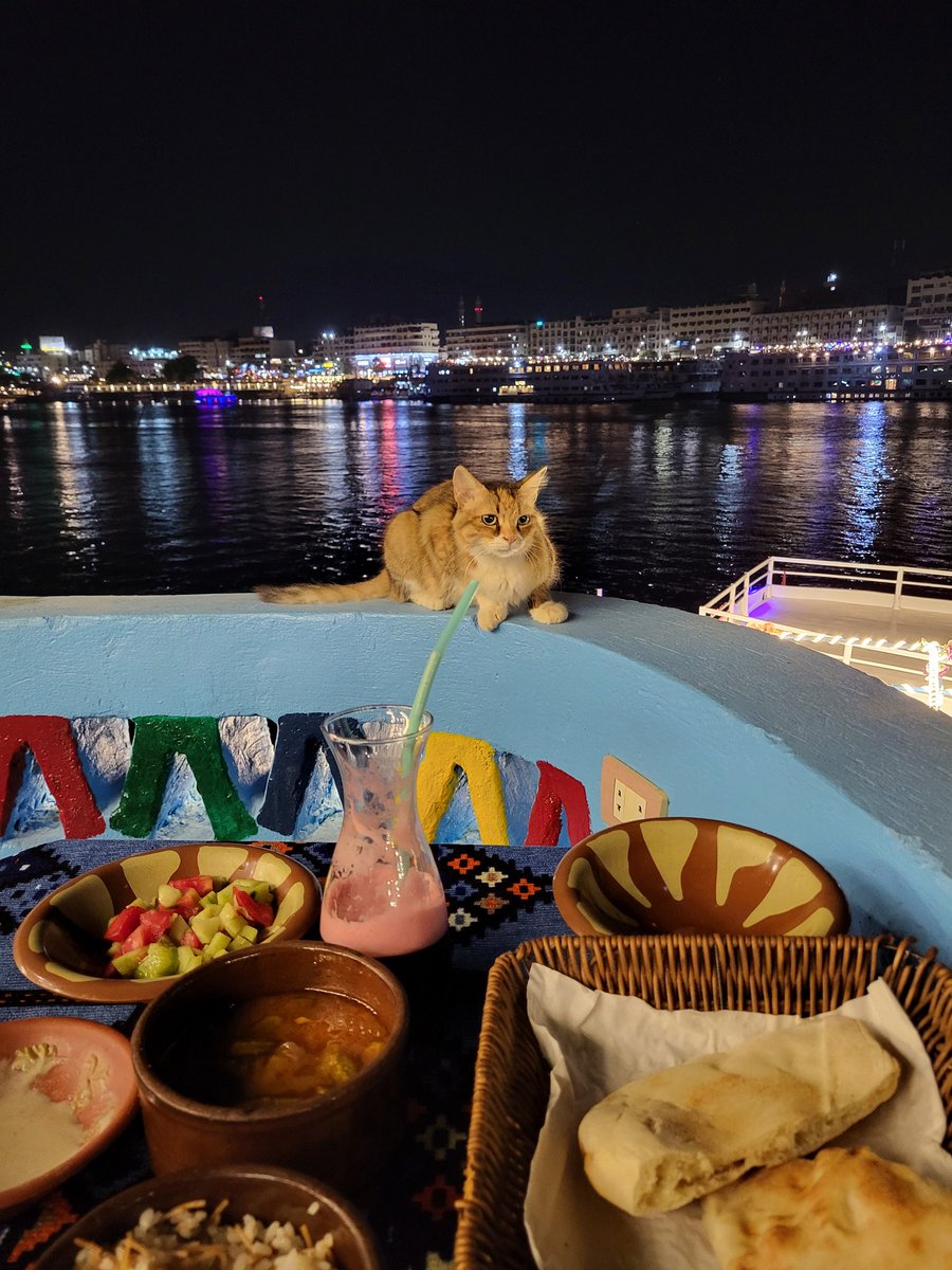 Cats in Egypt ! 🐈

#egypt #elephantine #aswan #heissa
