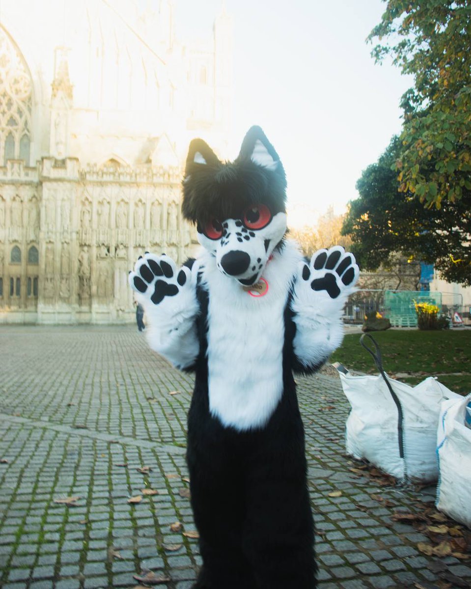 Todd_Collie's tweet photo. Put your paws up for #FursuitFriday!

🪡 - by @ToshiTokiStudio https://t.co/nNqN3CYmzX