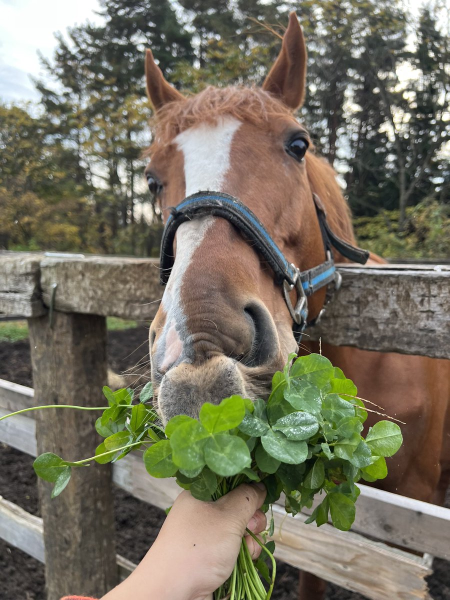 wintenderness's tweet photo. 《ご報告》
ウイ���テンダネスのお世話係です。

本日、18時よりウインテンダネスの種牡馬継続の為にクラウドファンディングを
行う運びとなりました。

テンダネスの種牡馬活動を継続するか未定でいたところ、今回クラウドファンディングのお話を頂き立ち���げていただきました。

これからもテンダネスは当牧場で変わらずのびのびと暮らしていきます。
その中で様々な可能性を模索して行きたいと思います。

今回はそんなたくさんの方の応援を受けたクラウドファンディングになっております。
是非、一度ご覧いただければ幸いです。

ご興味を持たれた皆さま。
ご協力をお願い致します。

https://t.co/jsNq0FQvAI