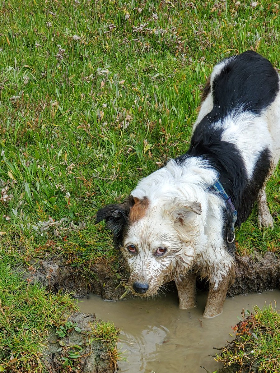 Happy adoption day to idiot dog!
12 years with this funny, excitable, loving, digging, always slightly grubby little beauty 🖤