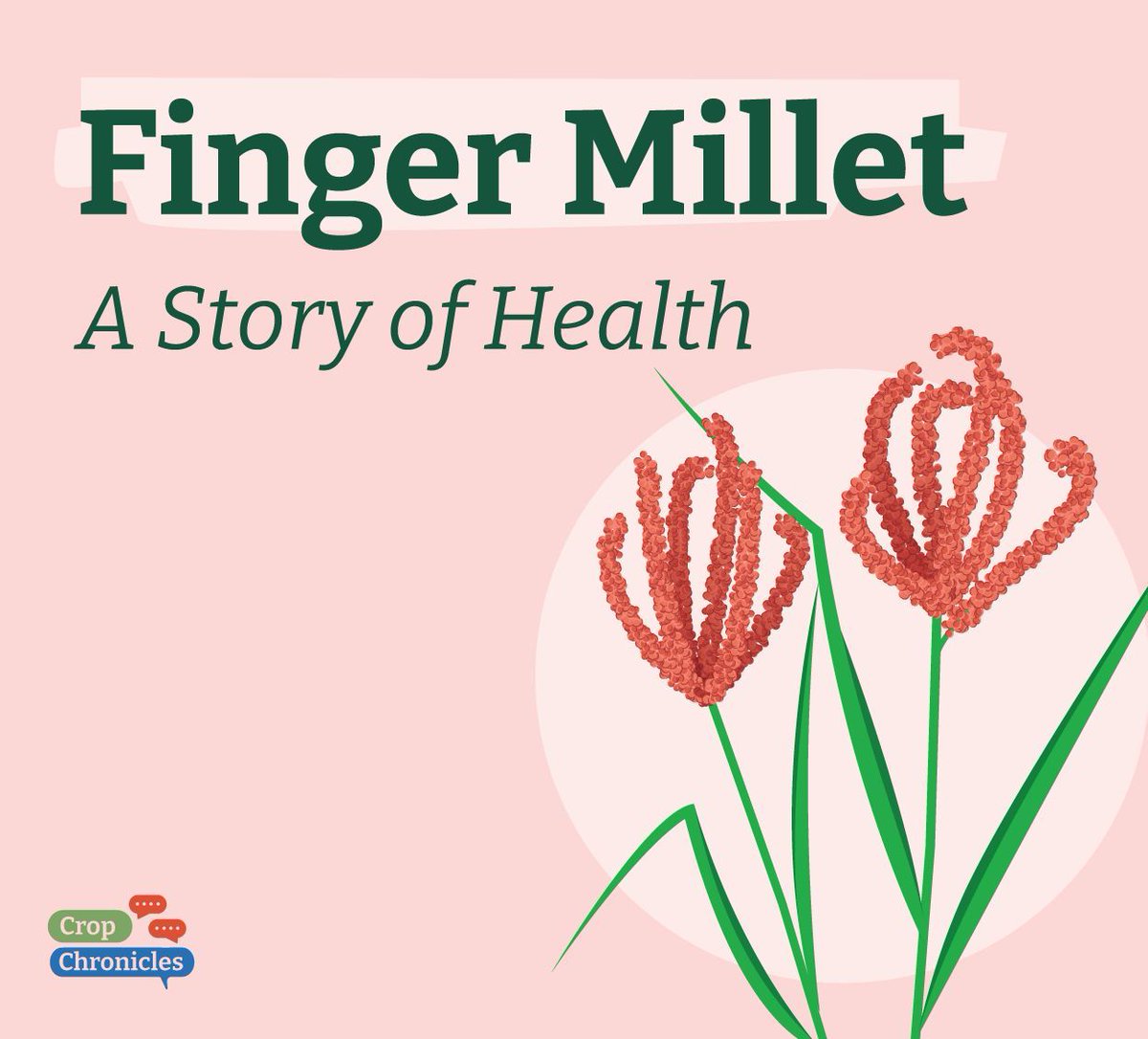 CropTrust's tweet photo. Finger millet is a powerhouse crop known for its resilience and adaptability. Packed with protein, fiber, calcium, iron & zinc, it nourishes people and animals worldwide! π²π
New, resilient varieties will help improve farmers' livelihoods β‘οΈ https://t.co/cRZWomuNFB
#BOLDcwr https://t.co/hpIKDIqTAd