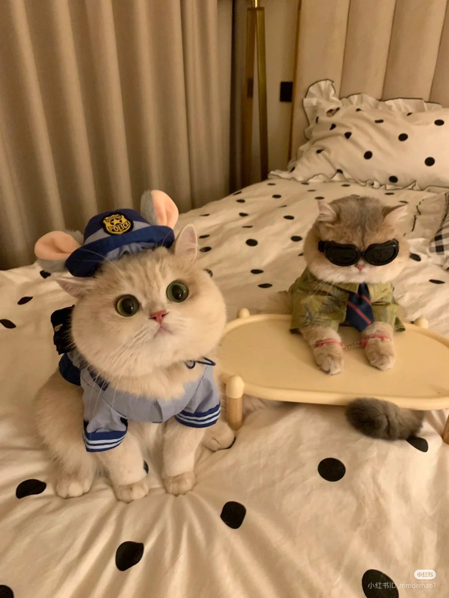 nocontextscats's tweet photo. He got arrested https://t.co/4nupCWhSJL
