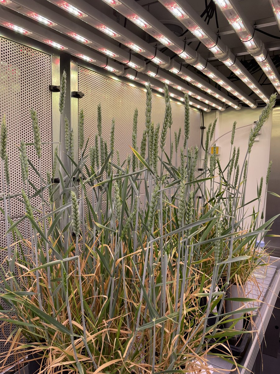 Courtney Herms (@courtney_herms) on Twitter photo A side project of mine has been bulking <a href="/iantsang_wheat/">iantsang779</a> seeds from <a href="/niabgroup/">Niab</a> here at <a href="/KU_PLEN/">Department of Plant & Environmental Sciences</a>. Seeing them grow so well has been a true highlight of the past months! Maybe I have a bit of a green thumb after all! A side project of mine has been bulking <a href="/iantsang_wheat/">iantsang779</a> seeds from <a href="/niabgroup/">Niab</a> here at <a href="/KU_PLEN/">Department of Plant & Environmental Sciences</a>. Seeing them grow so well has been a true highlight of the past months! Maybe I have a bit of a green thumb after all!