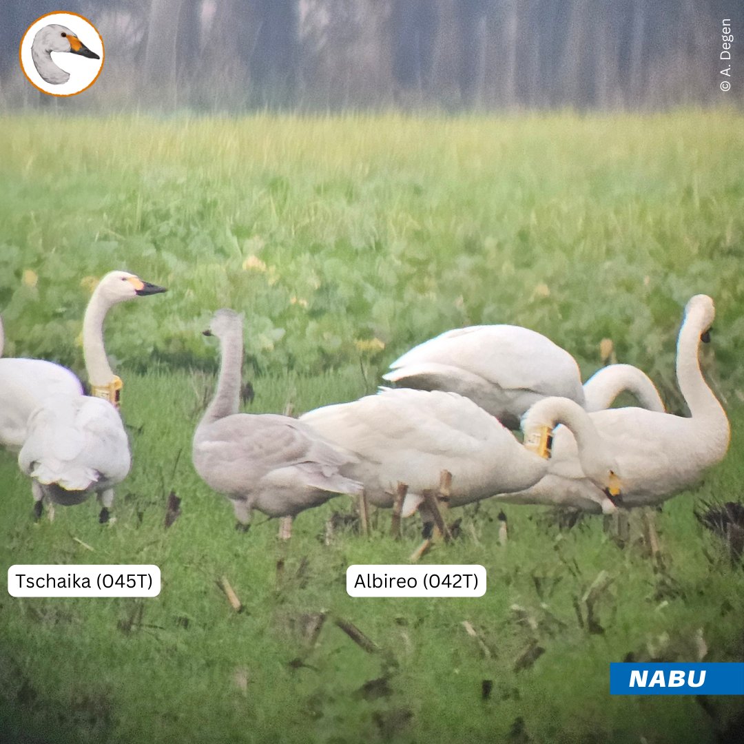 Good news first: Tschaika &amp; Albireo were spotted alive and with offspring! Unfortunately, now both trackers aren’t transmitting data: Tschaika's batteries are low, part of the problem being the cloudy weather. So please report any sightings! 👉 zwergschwan.de/meldung-von-si…