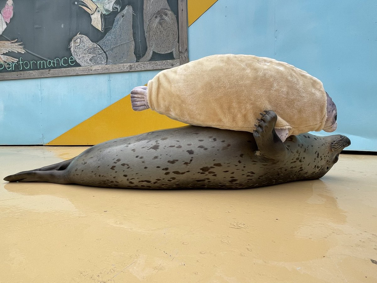 東武動物公園【公式】リュウくん tweet media