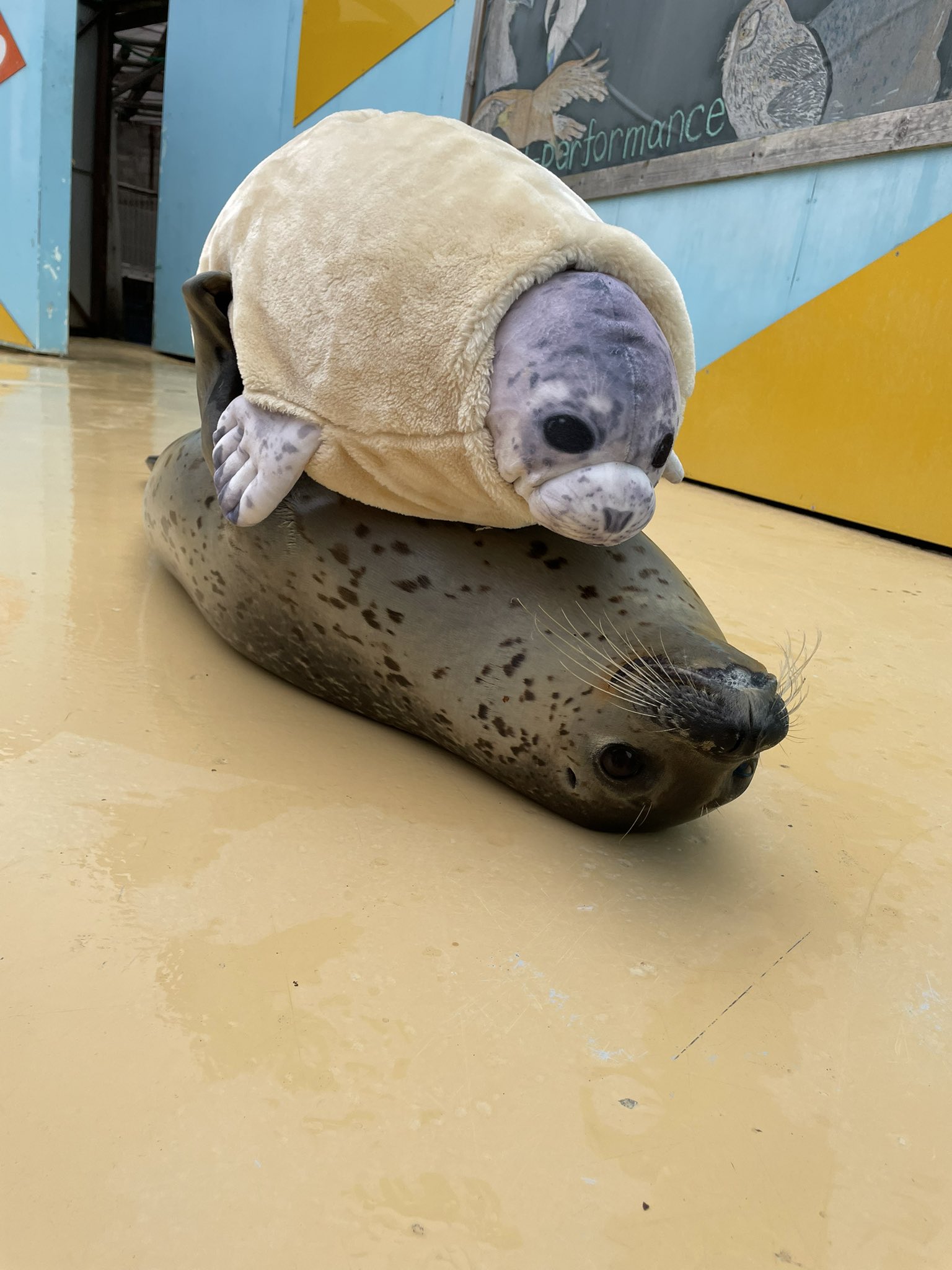 東武動物公園限定 もちもちちゃん ぬいぐるみ マスコット