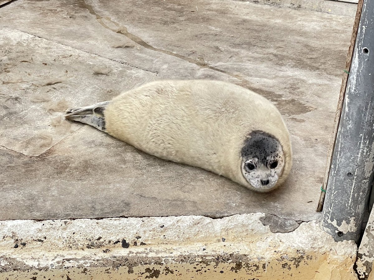 東武動物公園【公式】リュウくん tweet media