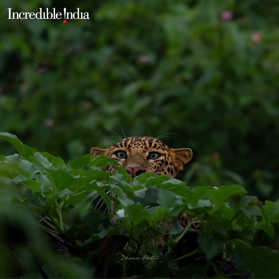 That one friend watching you embark on a solo sojourn after they bailed on you. Take over the comment section to suggest more such captions. Drop pun in 3, 2,1!

#IncrediblyRaw 

Location: Bandipur National Park, Karnataka