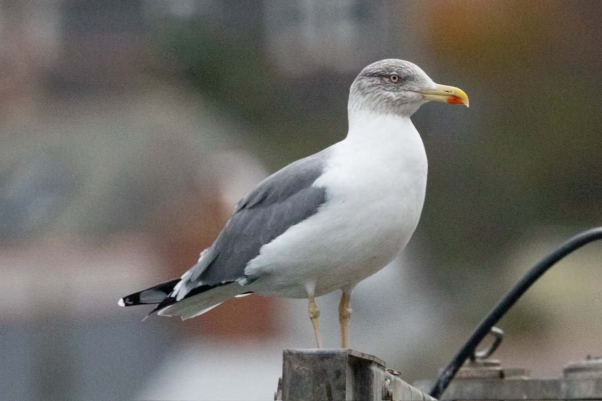My UK winter gulling has begun with an early return to Cornwall. Just by chance the adult atlantis / Azorean was at Newlyn to welcome us … my third this year. 😀