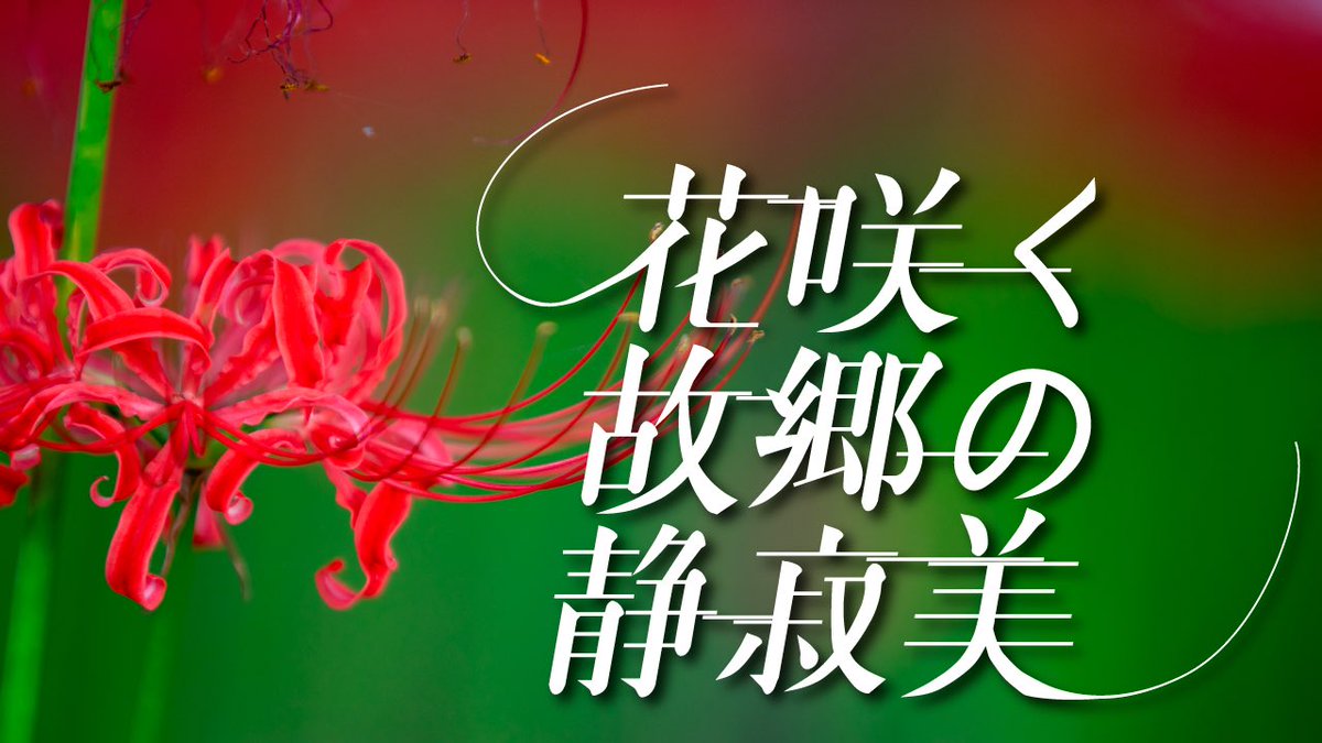 アレドレ tweet media