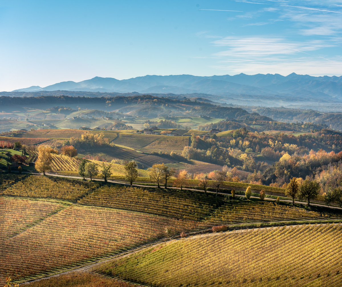 cognowines's tweet photo. The beautiful Nascetta vineyards are dressed in autumn, giving unique colors that reflect all the beauty of our hills!
#cogno #cognowines #nascetta https://t.co/YgNddGm7Qh