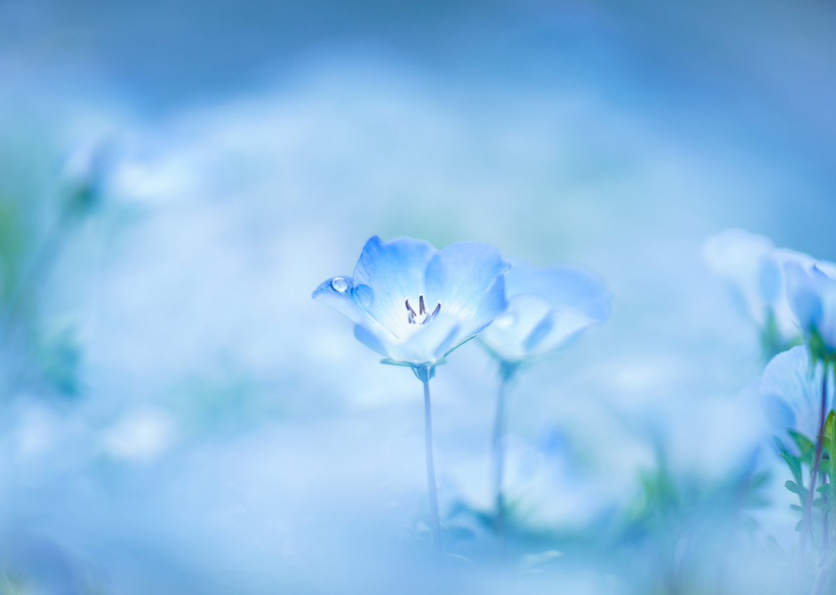 _pryo_'s tweet photo. Flower https://t.co/oB6Rkex2OD
