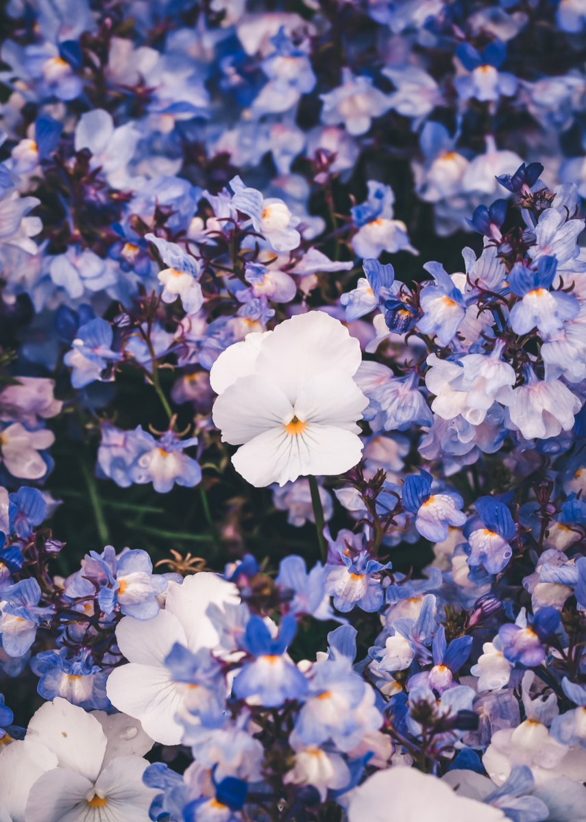 _pryo_'s tweet photo. Flower https://t.co/oB6Rkex2OD