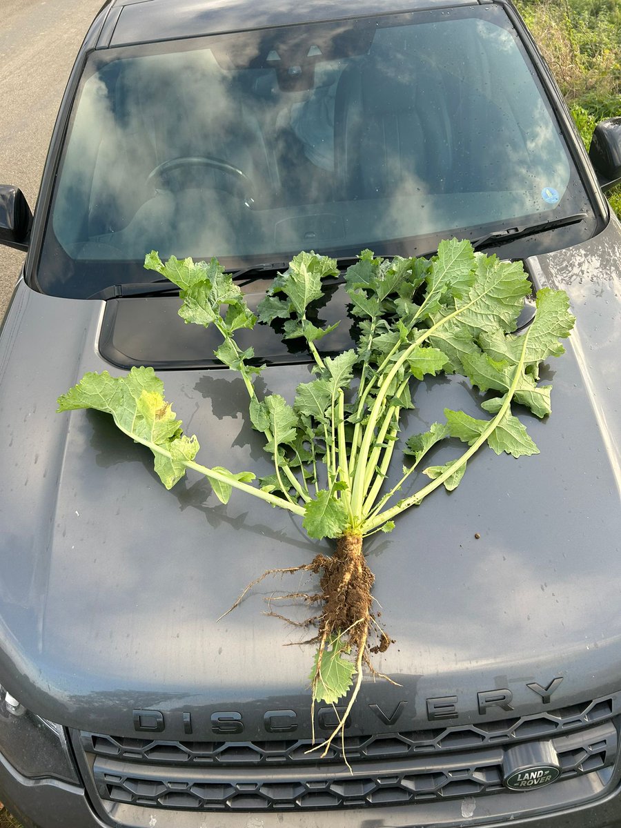 CortevaUK's tweet photo. Corteva’s Tom Rouse was out inspecting oilseed rape crops recently. These photos show how forward some early drilled crops are! As the crop canopy opens up, keep an eye out for weeds.
#Belkar #Astrokerb #OSR https://t.co/18rvy5YN4L