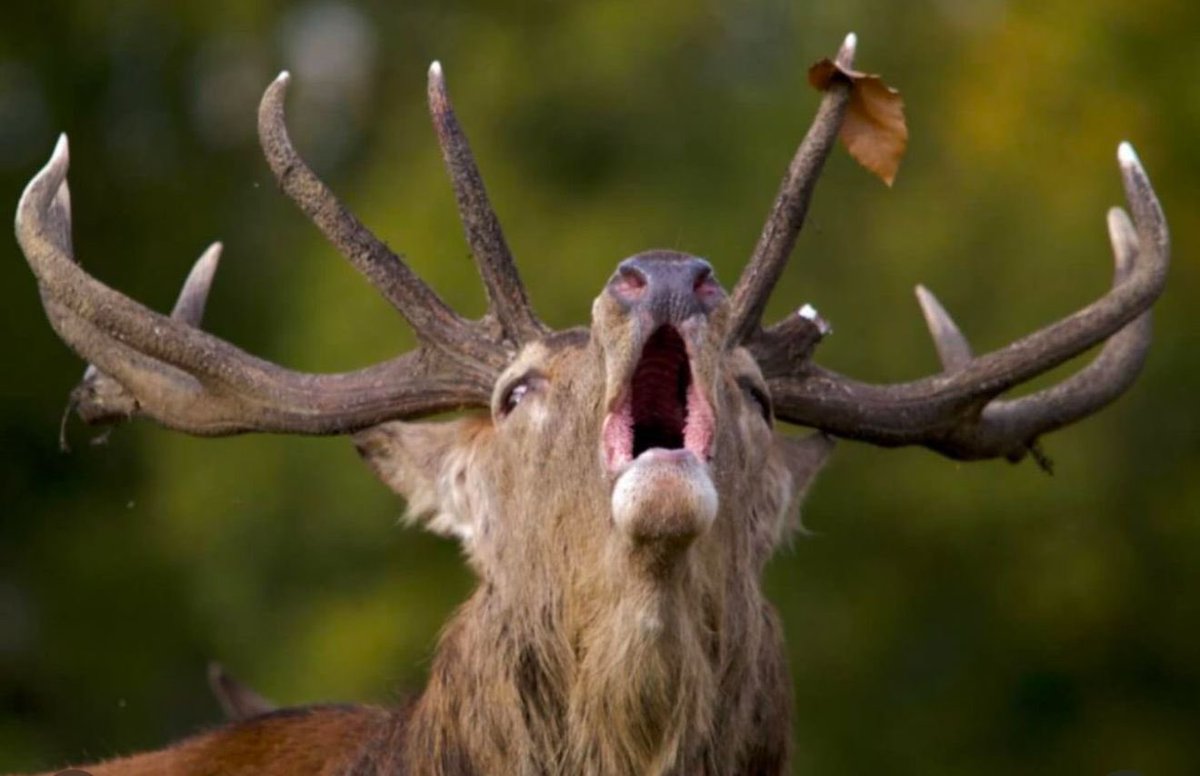 🚨ÚLTIMA HORA🚨

El zurderío se quiere ir de X pero también pierde la batalla de las audiencias:

Horizonte 13,2%

Conspiranoicos 7,4%

Mirad qué cara se le ha quedado al ciervo