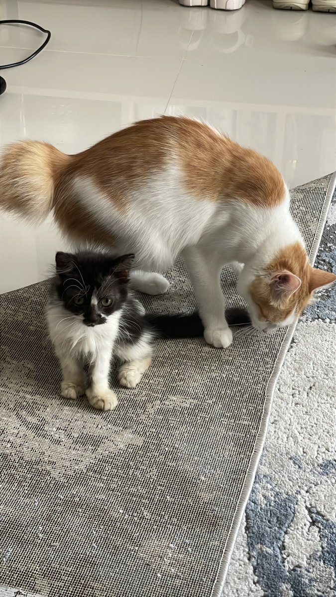 ini aku diapain sih? -puyo