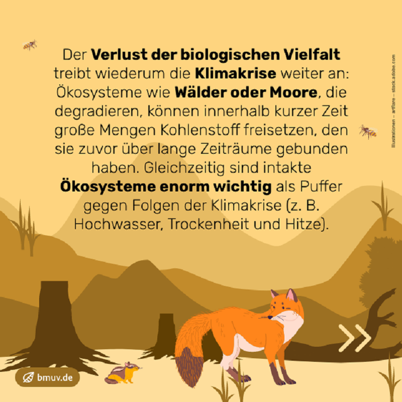 _BMUKN's tweet photo. „Wir können der #Klimakrise nur dann etwas entgegensetzen, wenn wir konsequent die Natur schützen, den globalen Wasserhaushalt stabilisieren und die Übernutzung unserer natürlichen Ressourcen eindämmen.“ Bundesumweltministerin @SteffiLemke #COP29 #Weltklimakonferenz