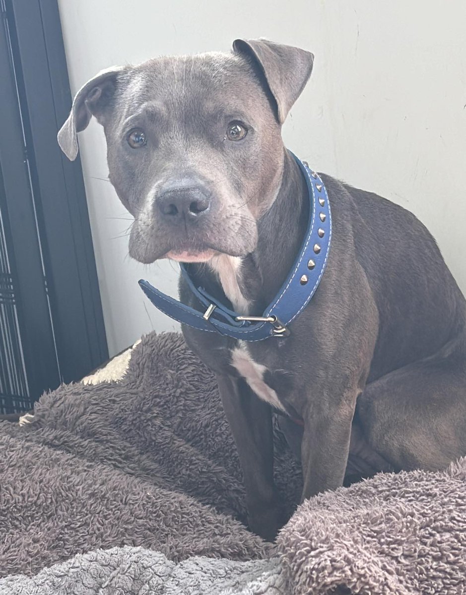 Please retweet to raise funds for Blue #YORKSHIRE #UK 
BLUE really needed our help, and we really couldn’t say no to this little boy 💙🐶
As you can see, he is painfully thin. He is a Staffy, but weighs just 13kg 
We have started him on regular small feeds (in a slow feeder to