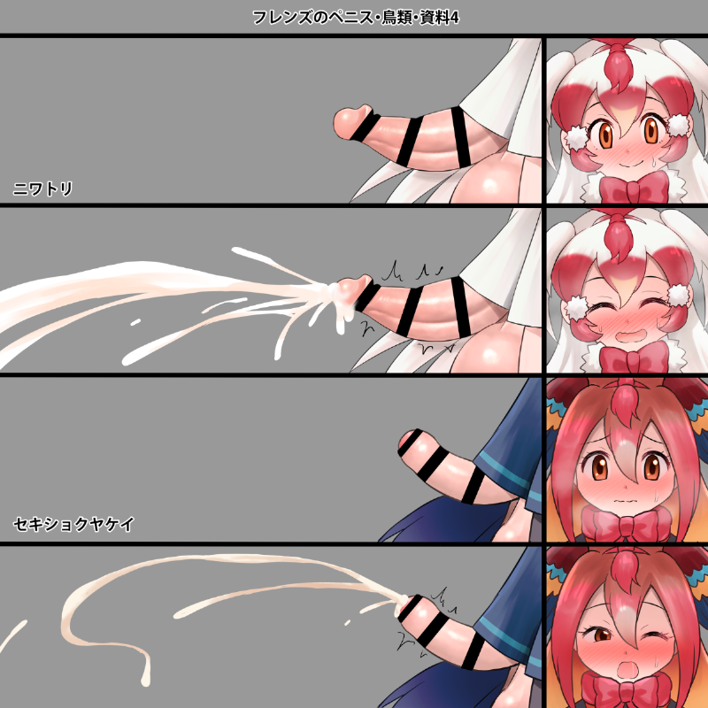 鳥のフレンズちんちん比べ　1/2