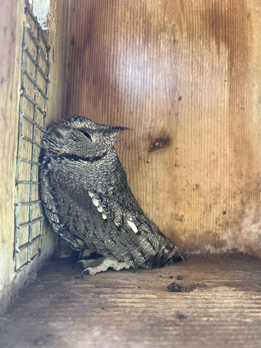 NativeBirdBoxes's tweet photo. What does it look like before nest season prep and after, especially when we find an early visitor! #easternscreechowl #freshbedding https://t.co/rAMDvTsRNi