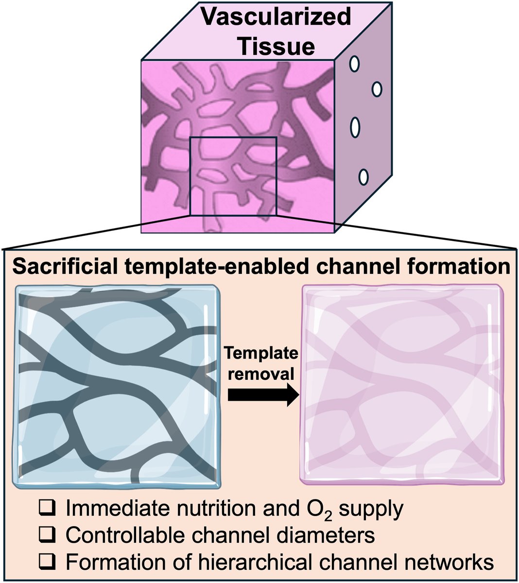 A new review of #BMEMat “Sacrificial strategy towards the formation of vascular-like networks in volumetric tissue constructs” by Christian Buckley, Rana Ibrahim, Felicia Giordano, Nuo Xu, Brandon Sems, Hongjun Wang*.
<a href="/WileyBiomedical/">Wiley Biomedical Science</a>
PDF👉onlinelibrary.wiley.com/doi/epdf/10.10…