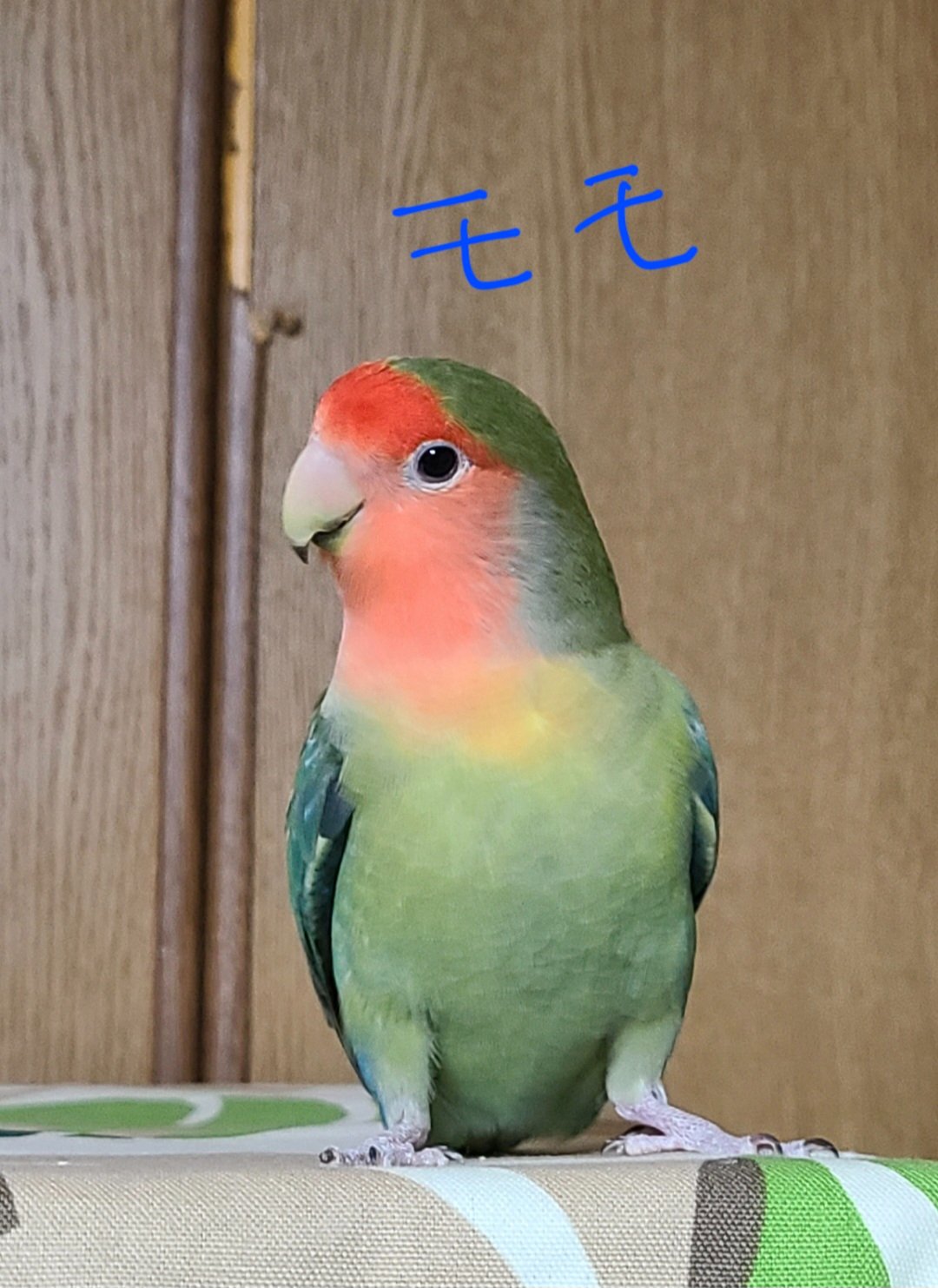 ゆずすだち様ご依頼用 ゆずすだち様ご依頼用